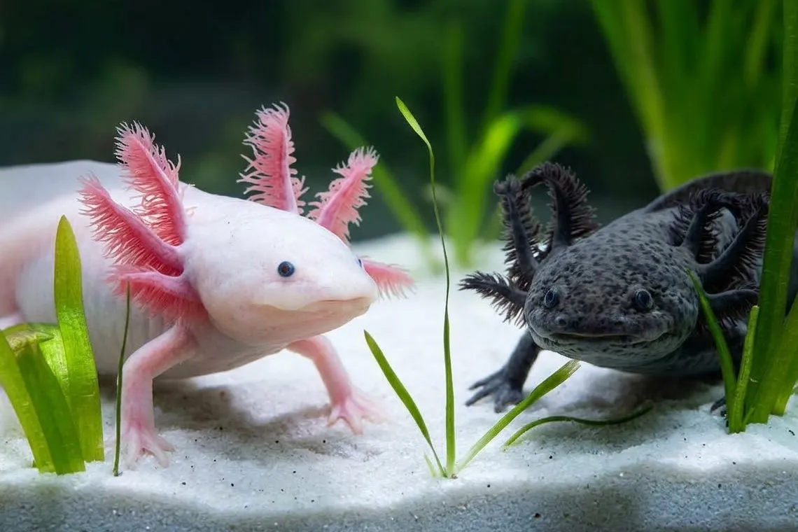 Due axolotl, uno rosa e uno scuro, uno di fronte all'altro su sabbia chiara