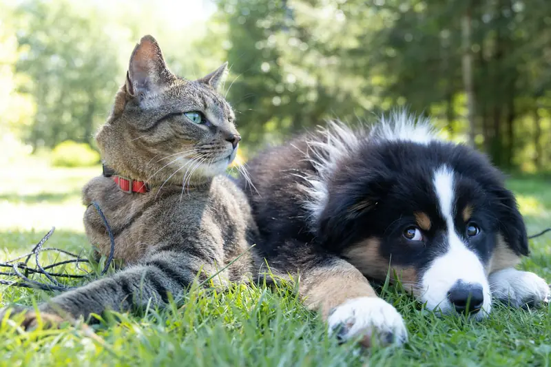 Un gatto tigrato e un cucciolo di cane bianco e nero sdraiati vicini sull'erba