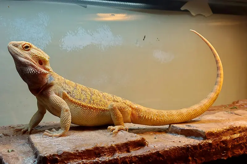 Un pogona su una lastra di pietra dentro il suo terrario