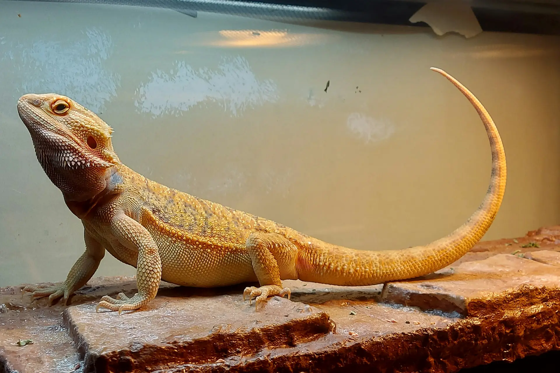 Un pogona su una lastra di pietra dentro il suo terrario